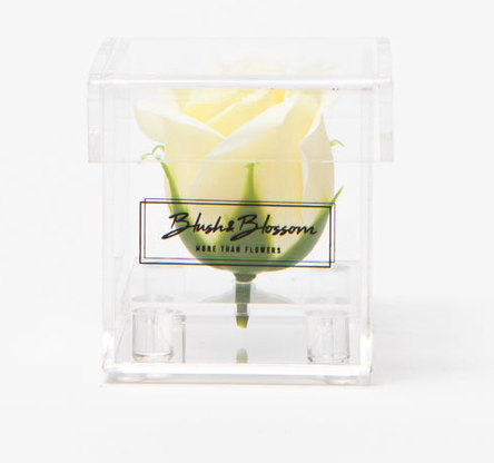Blush&Blossom - Clear Box - 1 rose - crème 