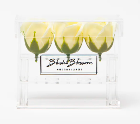 Blush&Blossom - Clear Box - 3 roses - crème  